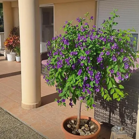 Harmonia Apartment